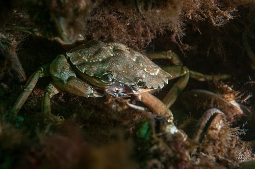 Northern coast National Park Darss, Mecklenburg-Vorpommern, Baltic Sea
A Shore Crab (Carcinus maenas) is watching the photographer from its hiding place between a colony of blue mussels (Mytilus edulis) in shallow waters of national park Darss near Prerow,<br />underwater, underwater photo, dmm, archaeomare, crustacea, portunidae, bivalvia
Coastline - Beach, Sea/Ocean, Island, Fauna - Invertebrates, Biota - Marine
Archaeomare e.V. / Thomas Foerster